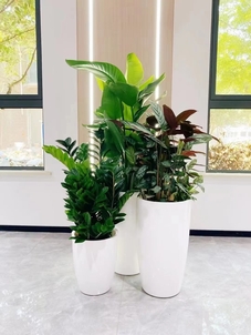 镇海花木出租价格